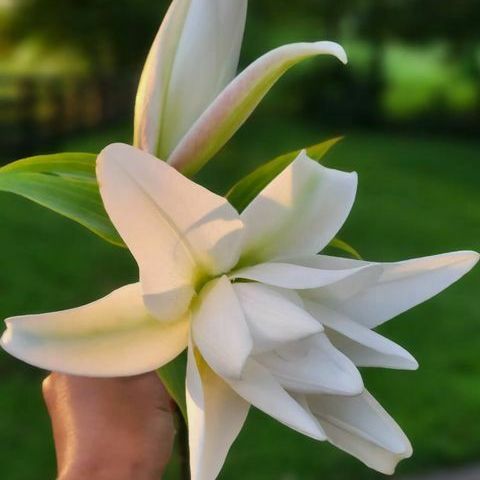 When was the last time you were able to walk among flowers that if they were laid out all together, they would cover an area larger than 4 football fields? Well you can do that during our Festival of Flowers April 22nd! #gotogtown #georgetownky biwaterfarm