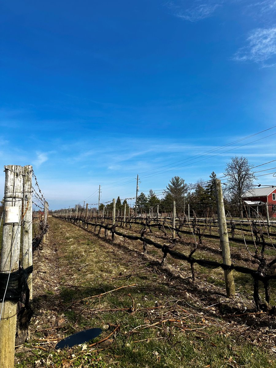 speckbroswine's tweet photo. Our vines are finally starting to thaw out. #DYK: Colder temperatures in the early spring can actually result in healthier vines because it keeps buds from emerging too early. Drop a ☀️ below if you're ready for warmer weather!
#VineUpdate #VQA #NiagaraWine #SpeckBros https://t.co/qBaOLXTGwA