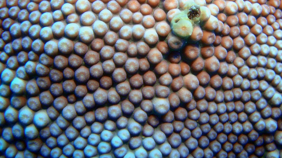 FGBNMS's tweet image. They've always said the ocean was a #CalmingInfluence for people. Now it has it's own pop fidget toys for stress relief. Or are those gumdrops? 

#FooledYou! Those are the closed polyps of Great Star #Coral.  Please don't touch or eat them. 
@NOAACoral 

flowergarden.noaa.gov/visiting/eastw…