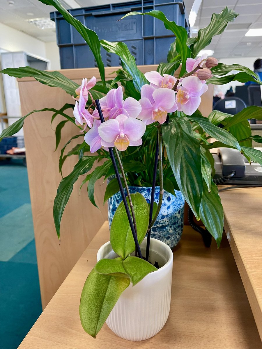 Jooberloober's tweet image. Aww! What a sweetie my friend Bobby is! He got me a “Welcome Back To Work” orchid! It was very much appreciated! #Tuesday #BackOnTheChainGang