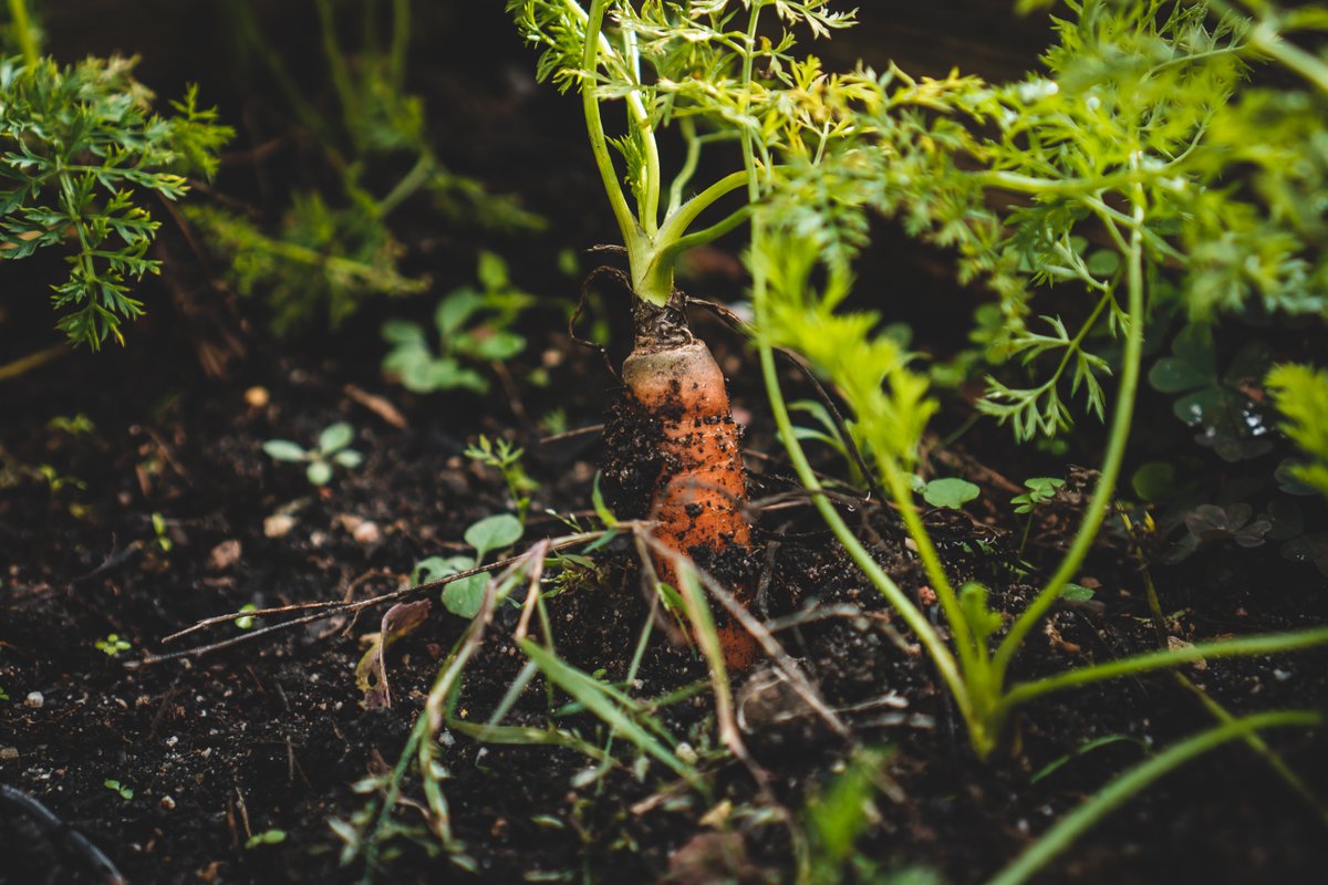 Today is #CarrotDay! 🥕

If you have a garden, grab your bunny ears, gardening tools and use your ninja skills to dig up some sweet delicious carrots. 

Just don't get caught by the resident rabbit.   I am rooting for you! 

#rootingforyou #gardenlife