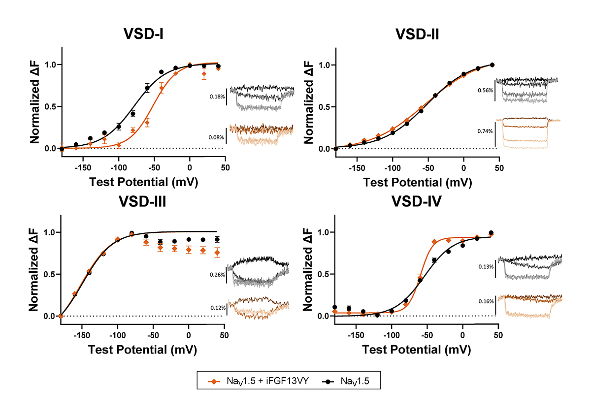 JGenPhysiol's tweet photo. Image shows distinct modulation of NaV 1.5 voltage sensor conformations with iFGF13VY coexpression. Angsutararux, Nerbonne, Silva et al. @WUSTL show differential regulation of cardiac sodium channels by intracellular fibroblast growth factors (iFGF): https://t.co/SGkbdpBDh2 https://t.co/2jW1rEXF2p