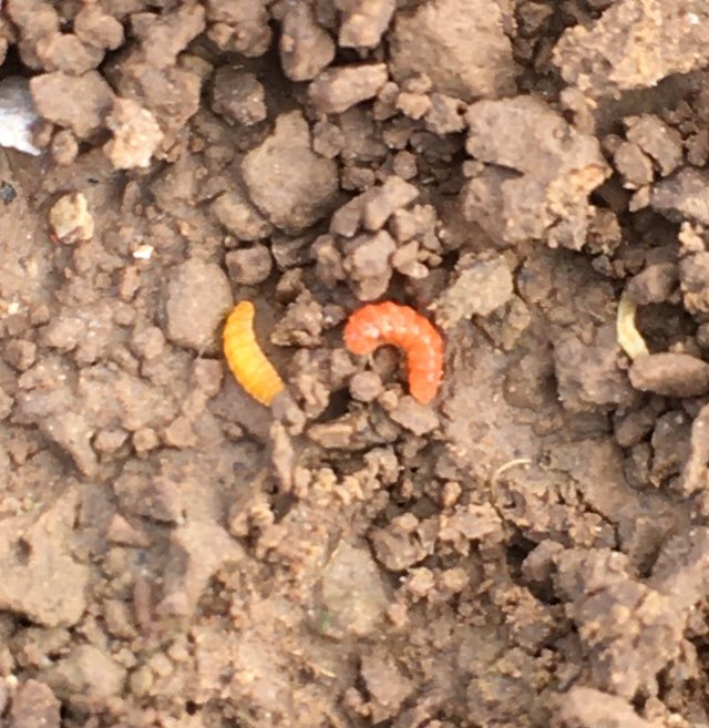 Régis Barrault 👨🏻‍🌾🌽🌻 tweet media