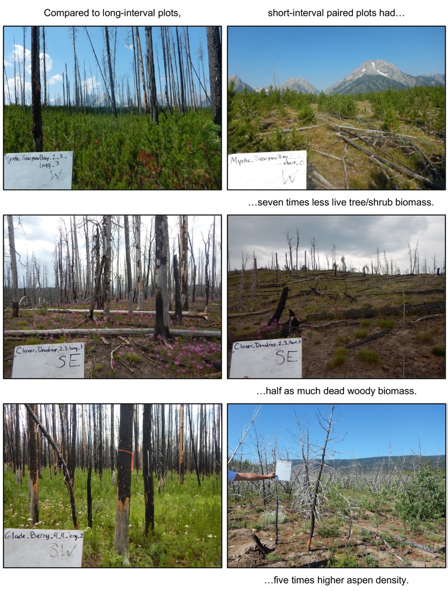 Ecology (@esaecology) on Twitter photo New and #OpenAccess in <a href="/ESAEcology/">Ecology</a>:
Less fuel for the next fire? Short-interval fire delays forest recovery and interacting drivers amplify effects
doi.org/10.1002/ecy.40…
With #OpenData in <a href="/EDIgotdata/">EDI</a>
#Reburns #Wildfire #NSFFunded <a href="/NSF/">U.S. National Science Foundation</a> <a href="/KBraziunas/">Kristin Braziunas</a> @MonicaGTurner <a href="/even_kiel25/">Nathan Kiel</a> New and #OpenAccess in <a href="/ESAEcology/">Ecology</a>:
Less fuel for the next fire? Short-interval fire delays forest recovery and interacting drivers amplify effects
doi.org/10.1002/ecy.40…
With #OpenData in <a href="/EDIgotdata/">EDI</a>
#Reburns #Wildfire #NSFFunded <a href="/NSF/">U.S. National Science Foundation</a> <a href="/KBraziunas/">Kristin Braziunas</a> @MonicaGTurner <a href="/even_kiel25/">Nathan Kiel</a>