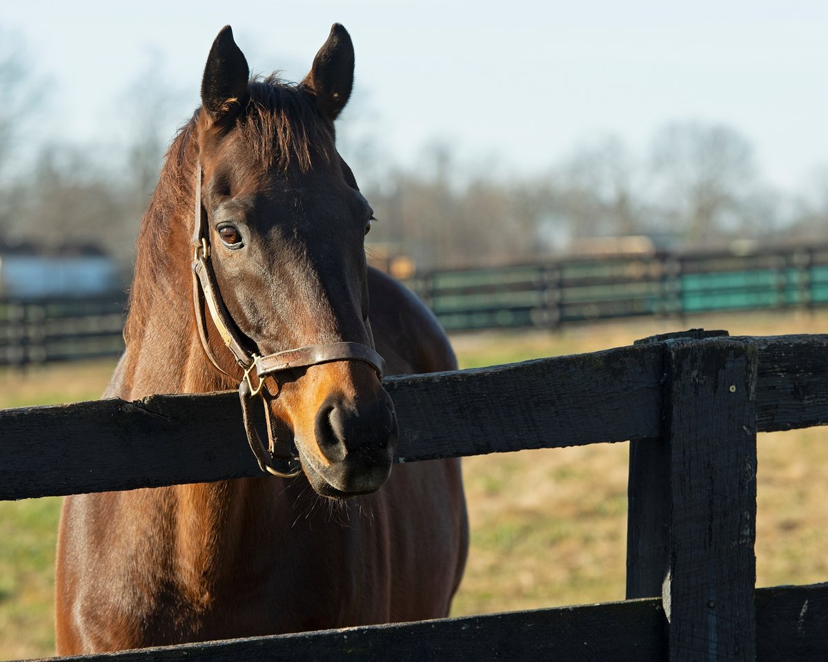 BloodHorse's tweet photo. Another episode from our video series #CatchingUpWithOldFriends with @BH_AEberhardt, as she visits @Oldfriendsfarm. In this episode, we chat with Old Friends president Michael Blowen about the outstanding #GameOnDude.
WATCH ON BH+ β https://t.co/VKLiJ4mJXG https://t.co/XTDshHHW83
