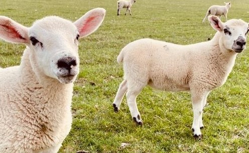 Sheep Veterinary Soc (@sheepvetsoc) on Twitter photo Pls RT <a href="/AHDB_BeefLamb/">AHDB Beef & Lamb</a>: Tackling parasites in sheep with SCOPS podcast.
They discuss the Nematodirus forecasting map for 2023 and details of the sheep element of the recently launch Defra funded animal health and welfare pathway
Full story bit.ly/3GexFAQ Pls RT <a href="/AHDB_BeefLamb/">AHDB Beef & Lamb</a>: Tackling parasites in sheep with SCOPS podcast.
They discuss the Nematodirus forecasting map for 2023 and details of the sheep element of the recently launch Defra funded animal health and welfare pathway
Full story bit.ly/3GexFAQ