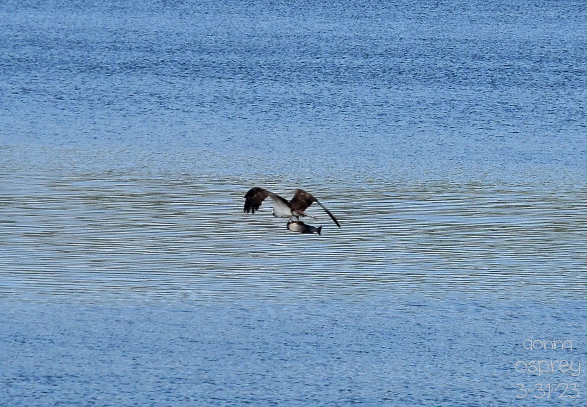learnlivelace's tweet photo. a first for me an Osprey! with a fish! a big fish! at Quarry Lakes Fremont CA 3/31/23 It flew across the lake so proudly, I felt so sorry for the fish #birdphotography #birdwatching #itwasthisBIG #osprey #LunchTime #firstforme #quarrylakes #nature #NaturePhotography #naturelover https://t.co/rQEyOyiZ4F