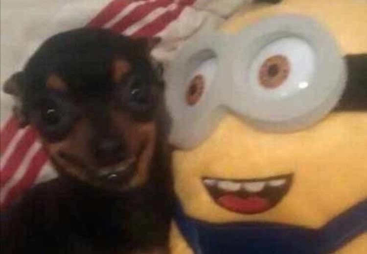 𝚂𝚑𝚊𝚍𝚎 tweet media