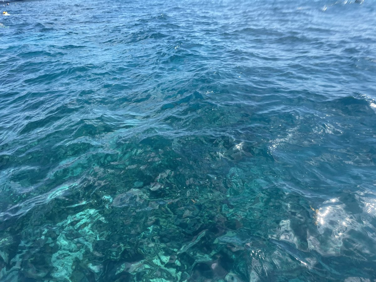 GHSMarineBio's tweet photo. Habitat of the day: coral reef! #ghsmarinebio2023 https://t.co/LlTwVfRvOh