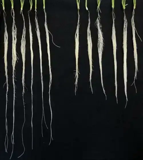 Scientists Unlock Key to Drought-Resistant Wheat Plants with Longer Roots buff.ly/3LUvpT9 via <a href="/ucdavis/">UC Davis</a> #plantscience