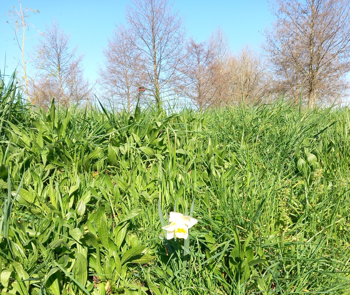 Ilse82667651's tweet image. Sunny day today. 
#joyinspring