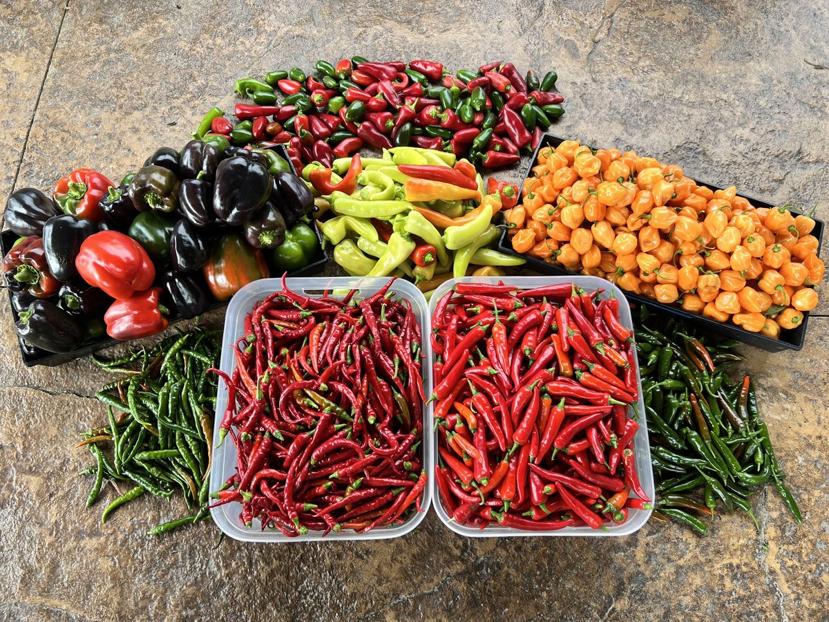 GeekGarden's tweet photo. Just came across this picture of my pepper harvest in late Sept 2022… my best pepper year to date.
#pepper #VegetableGardening #vegetables #gardening #GardeningTwitter https://t.co/GhCq28U13l