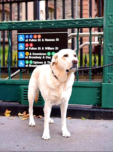 AntonioAcuaPani's tweet photo. Salty, un labrador retriever, protagonizó uno de los episodios más conmovedores durante el famoso 11 de septiembre en Nueva York. Su dueño, invidente, trabajaba en la torre 1 del World Trade Center. Ocupaba su puesto de trabajo cuando el primero de los aviones impactó contra el edificio.

Salty reaccionó con nerviosismo mientras se escuchaban gritos por todas partes. Luego, desde el pasillo, ladró con fuerza. Su dueño sintió como si lo estuviese llamando para que evacuaran. Así que se aproximó al perro, quien paso a paso lo fue conduciendo por los 71 pisos del edificio que tenían que atravesar hasta llegar a la calle. Una vez allí, el edificio se desmoronó. Salty guió a su amo hasta tomar el metro y luego hasta la casa. Es una de esas historias de perros que le dio la vuelta al mundo.
