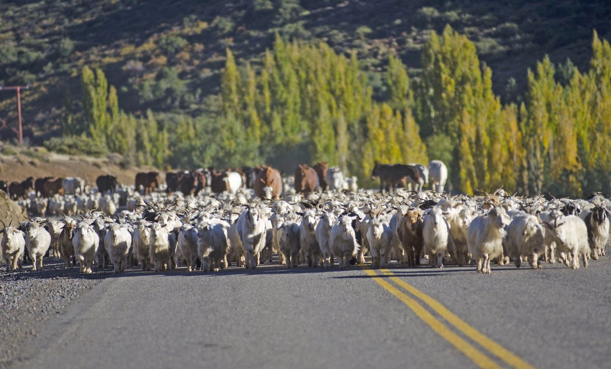 ℹ️Se viene un #findexxl 🚗Si andás por las rutas del #NorteNeuquino y te cruzás con un piño de chivos, te pedimos que frenes tu marcha y los dejes pasar. 🐑Los crianceros inician el regreso con sus animales hacia sus hogares.
👉🏼 Prestá atención y transitá con precaución.