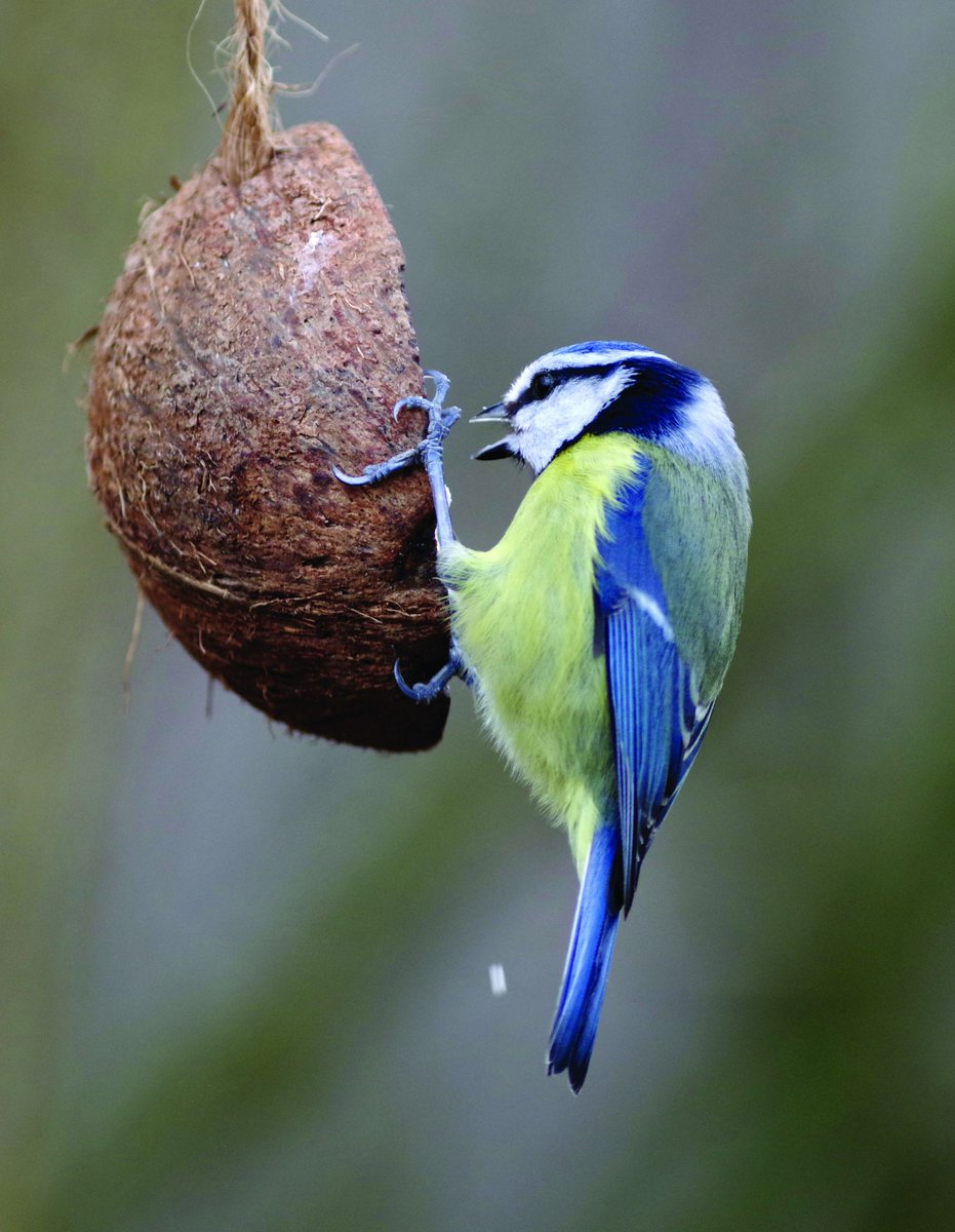 Yorkshire Wildlife Trust - follow us on Bluesky 🦋 tweet media