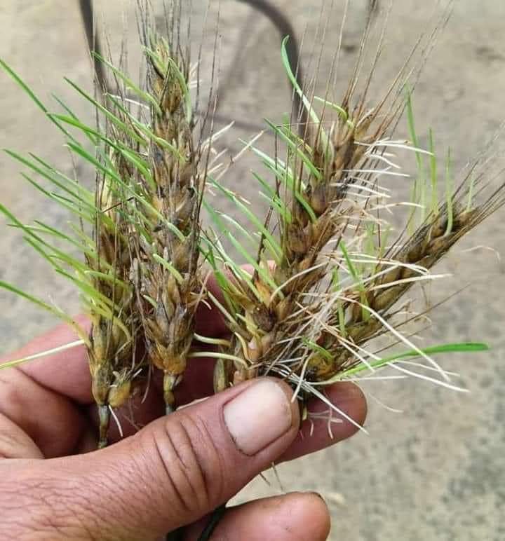stupidityover0's tweet photo. किसान का पेशा है एक दाने को अंकुरित कर उसे पौधा बनाना है । लेकिन इस अंकुरण का मिज़ाज अलग है । ये हरि कोंपल किसान का सीना चीरकर निकली है । किसान को आर्थिक सहायता कि बहुत ज़्यादा ज़रूरत है ।
#किसानों_को_मुआवजा_दो #किसान #jaat #Haryana #hr19 https://t.co/5zvXJfWeKg