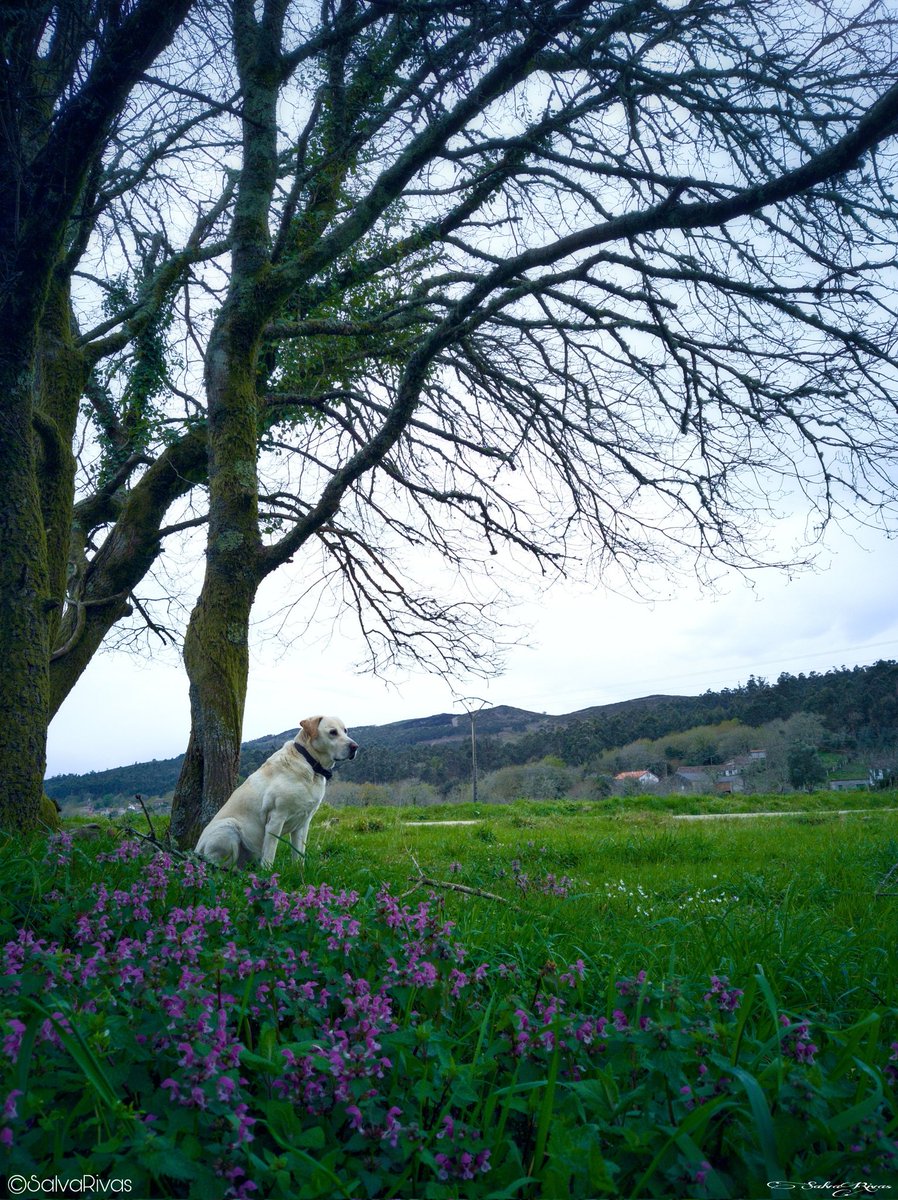 abixaira's tweet photo. Primavera. Matinando no acougo.
#Photography #photo  #landscape #hiking  #spring  #landscapephotography #nature #NaturePhotography #natureza #naturaleza #Countryside  #Galicia #Galiza https://t.co/0Vnm3gSwum