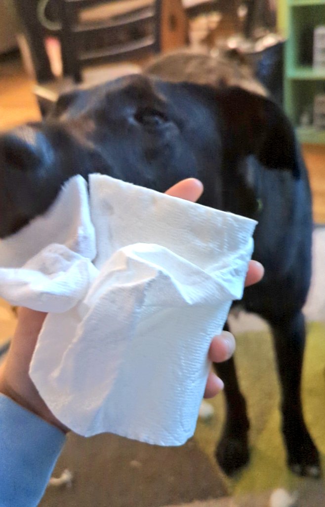 4/4/2023: Hiccup is halping you with the important home goods today. 

#dogsoftwitter #btybhiccup #DogsOnTwitter #tuesdayvibe