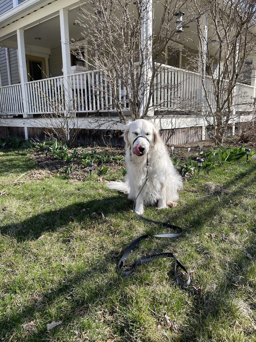 RiverOfNYC's tweet photo. Here i am in front of my tulips they are still growing they have not bloomed please enjoy https://t.co/mtWPfqxPeM