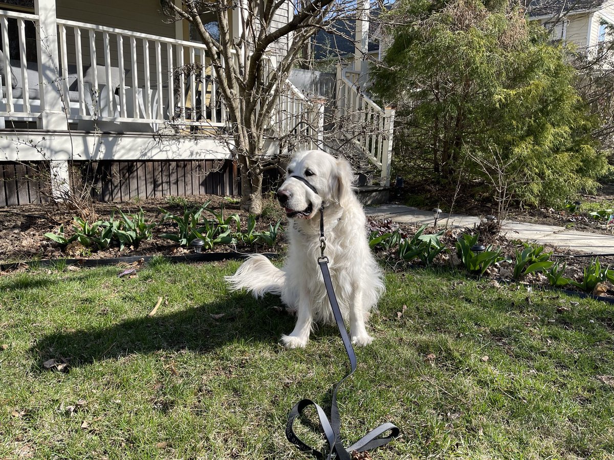 RiverOfNYC's tweet photo. Here i am in front of my tulips they are still growing they have not bloomed please enjoy https://t.co/mtWPfqxPeM