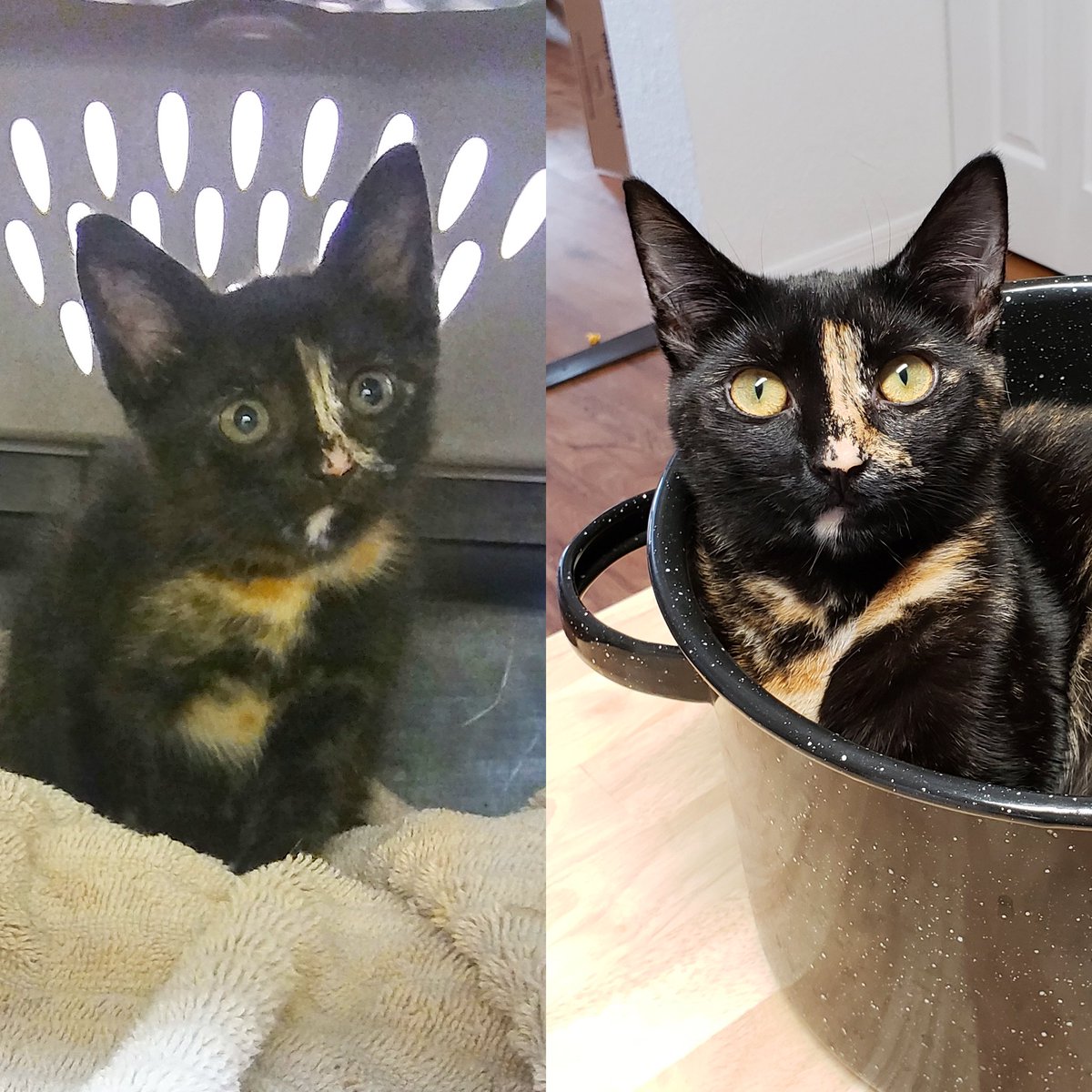 A tortie transfurmation 🖤🧡💛

Zig Zag is a independent cat, very elegant/regal looking and she will let you know when she wants more attention 🐾

Also responds to Ziggy Biggles and Queen Bean 🙂

#TortieTuesday #TransformationTuesday #tortiesofinstagram #cats
