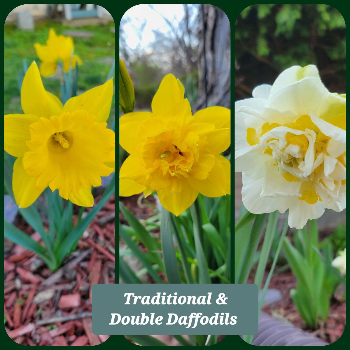 JeffreyScott17's tweet photo. 🌼 Instead of a trumpet like the first picture, double-flowered daffodils have a central cluster of petals - sometimes many more than the usual number. Some varieties are heavily ruffled while others have colorful tufts.
#Daffodils #DoubleDuo #SpringFlowers #Gardening #JLV https://t.co/sbmtCvqdbr