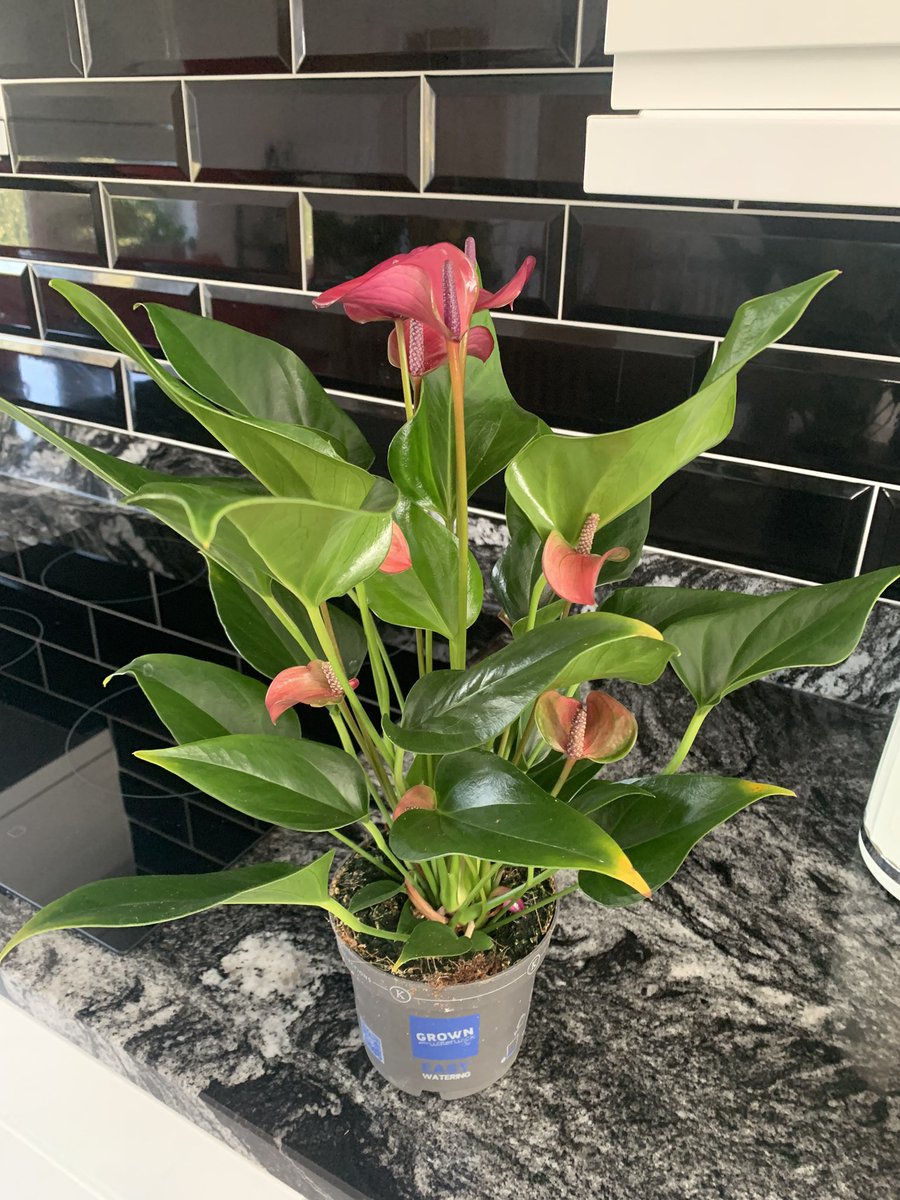 Sue Tranka 💙 RN,FQNI (@cnowales) on Twitter photo 