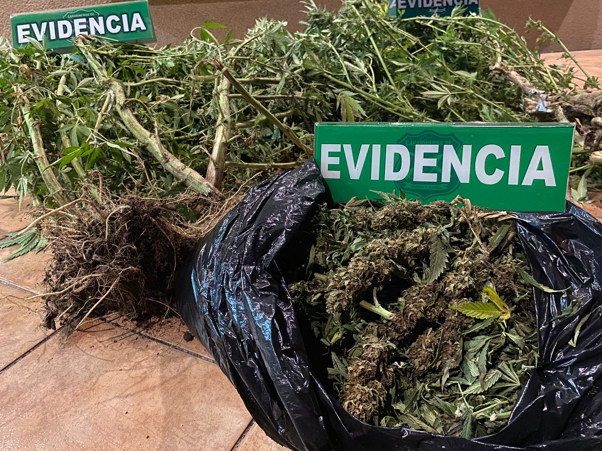 CarabBioBio's tweet image. Cerca de 2 kilos de Marihuana y Plantas de cannabis sativa incautó Carabineros de #OS7 en el centro de #Concepción, operativo que dejó como resultado la detención de un sujeto por tráfico de drogas.