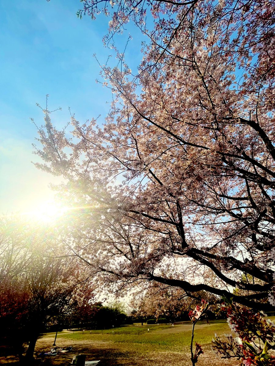 shiracojumping's tweet photo. 桜咲いてた🌸 https://t.co/bInTjNODvN