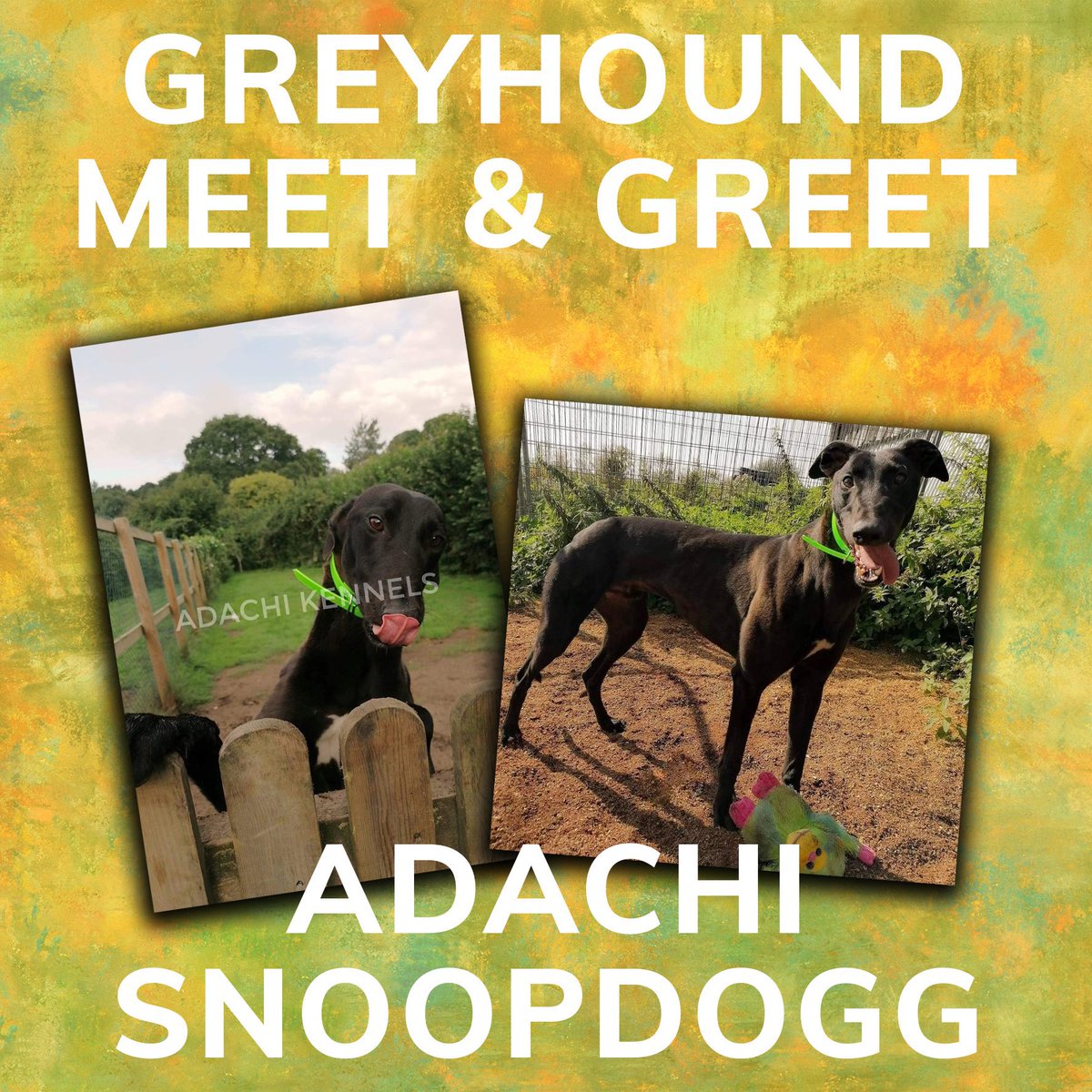 adachikennels's tweet photo. 🌟Brilliant photos today of Adachi Snoopdogg at his meet and greet with the children at @HoveGreyhounds !!love to see this happening at the track ! 🌟

#getthekidsinvolved https://t.co/0dfBouaMGc
