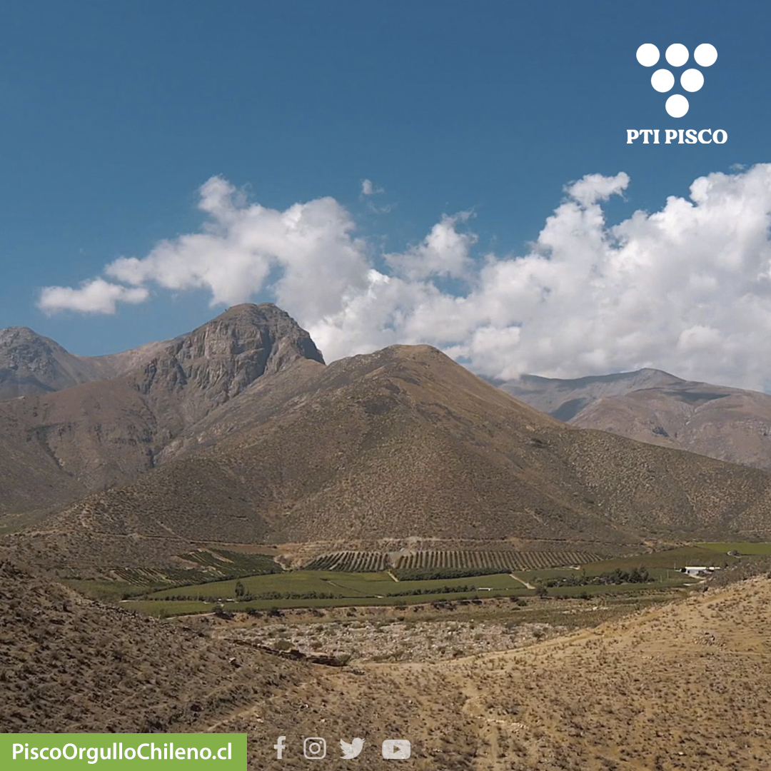 ptipisco's tweet photo. 📍📷 ¡Descubre el Valle de Limarí! 

Este valle es hogar de viñas y destilerías que se dedican a la elaboración de pisco, desde pequeños productores hasta grandes empresas, todos con un mismo objetivo: llevar el mejor pisco a tu copa.  🇨🇱🥃🍇 https://t.co/Oc8rc7yx5b