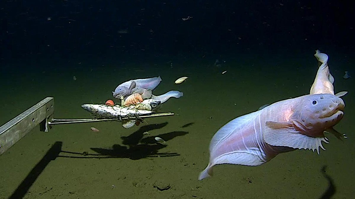 Away Team Discovers Earth's Deepest Fish astrobiology.com/2023/04/away-t… #AwayTeam #Astrobiology #Submersible #ROV 

FYI <a href="/Dylan/">Dylan Taylor 🌎</a> Taylor <a href="/AlanStern/">Alan Stern</a> <a href="/VictorVescovo/">Victor Vescovo</a> <a href="/RichardGarriott/">Richard Garriott</a> <a href="/vobonline/">Vanessa O'Brien</a> <a href="/AstroDocScott/">Scott Parazynski</a> <a href="/minwadhwa/">Meena Wadhwa</a>  <a href="/ExplorersClub/">The Explorers Club</a>