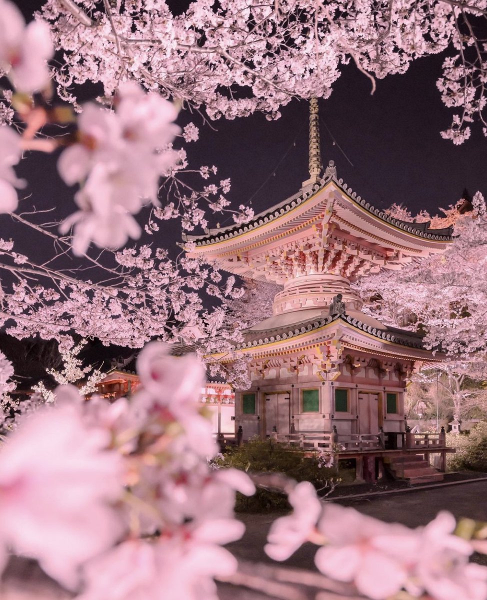 GossipRoomOff's tweet photo. La saison de floraison des cerisiers au Japon offre des paysages féériques ! 🤩🇯🇵🌸

📸: tomohase_ (IG) https://t.co/dvsdAJgIbh