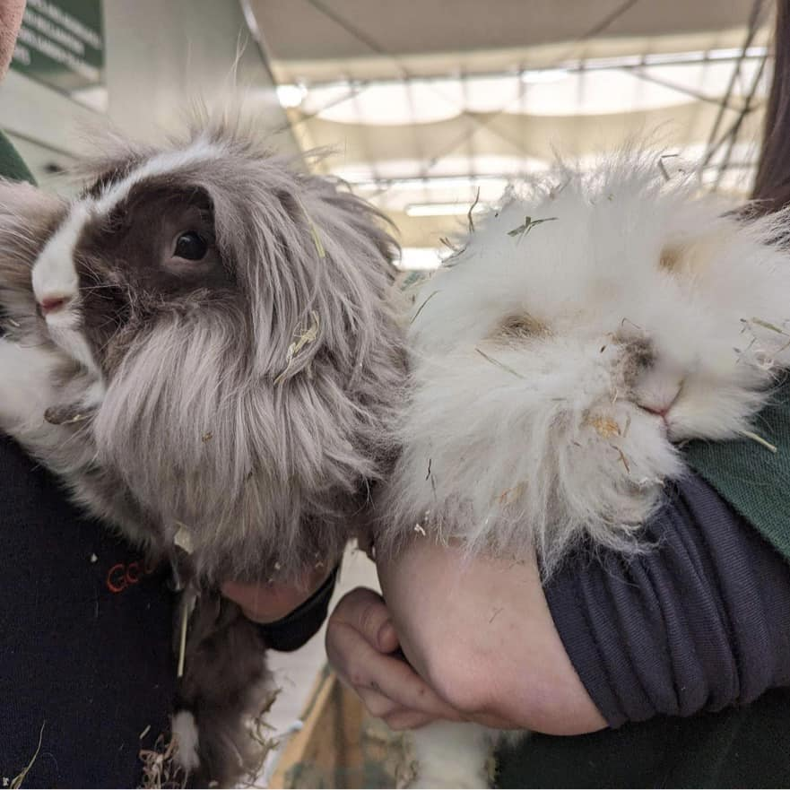 Have you been to see the rabbits in store? 📷📷
We have Pancake &amp; Popcorn in store until Sunday 16th April from Animals in Distress Field of Dreams. We will also have a charity collection box for them next to the rabbits so that they can continue to help animals.