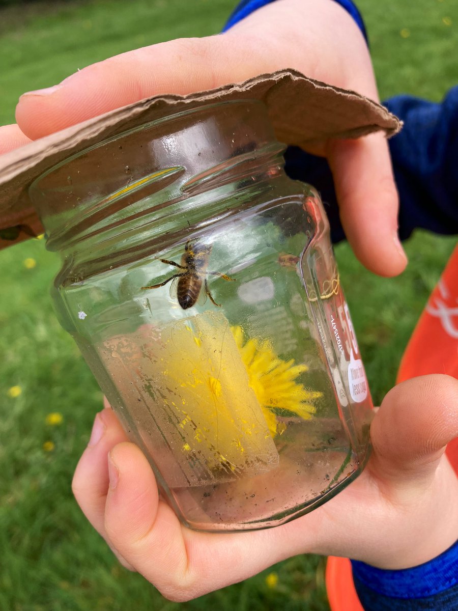 Delighted to organise a bug hunt for @stannesgaa Easter camp today. A very simple way to teach children about pollinators and biodiversity, and the LOVE it. The excitement they have when they come to show you what the caught @officialgaa #gaagreenclubs