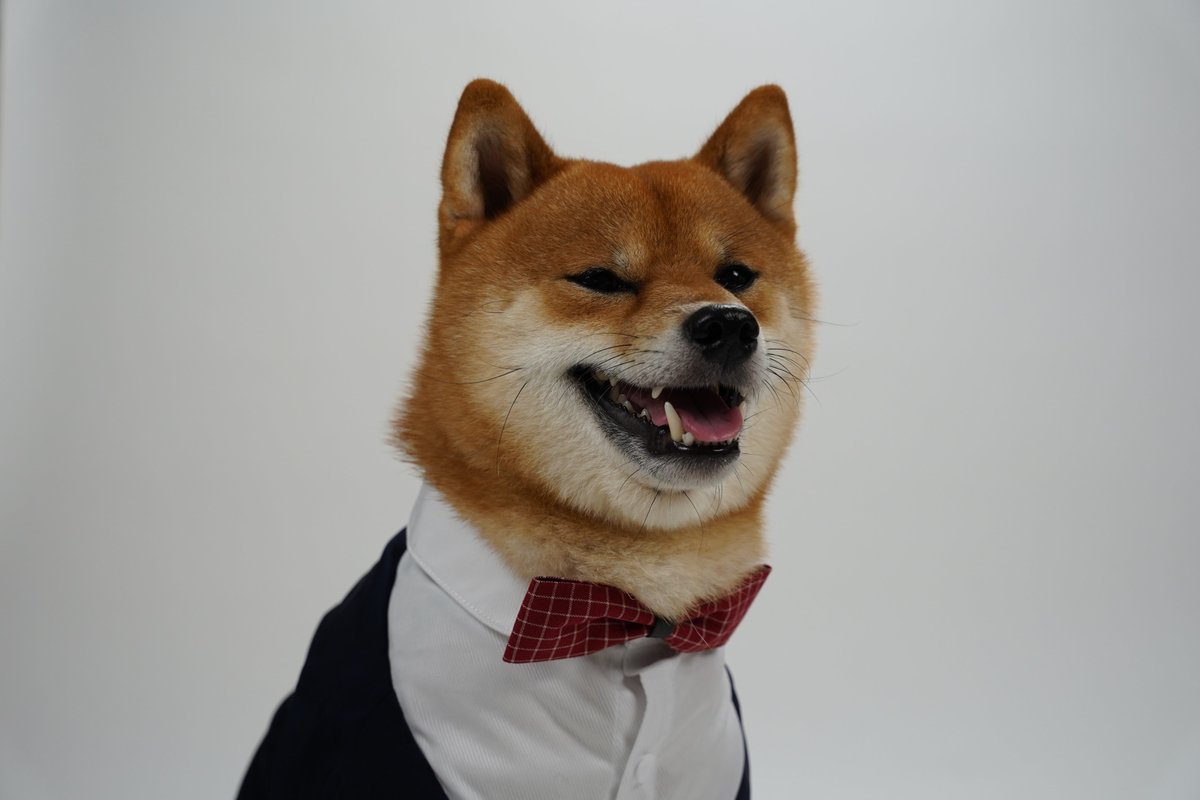 zoogears tweet picture