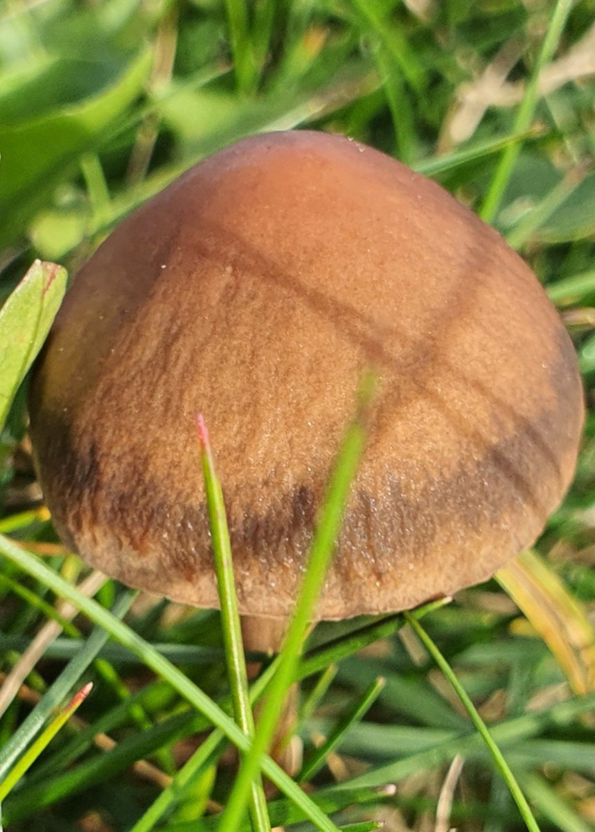 Any ID for this #mushroom?
The only pic I took. Mower or Brittlestem, or something else?  Location is very coastal, sandy soil, large grassy area.