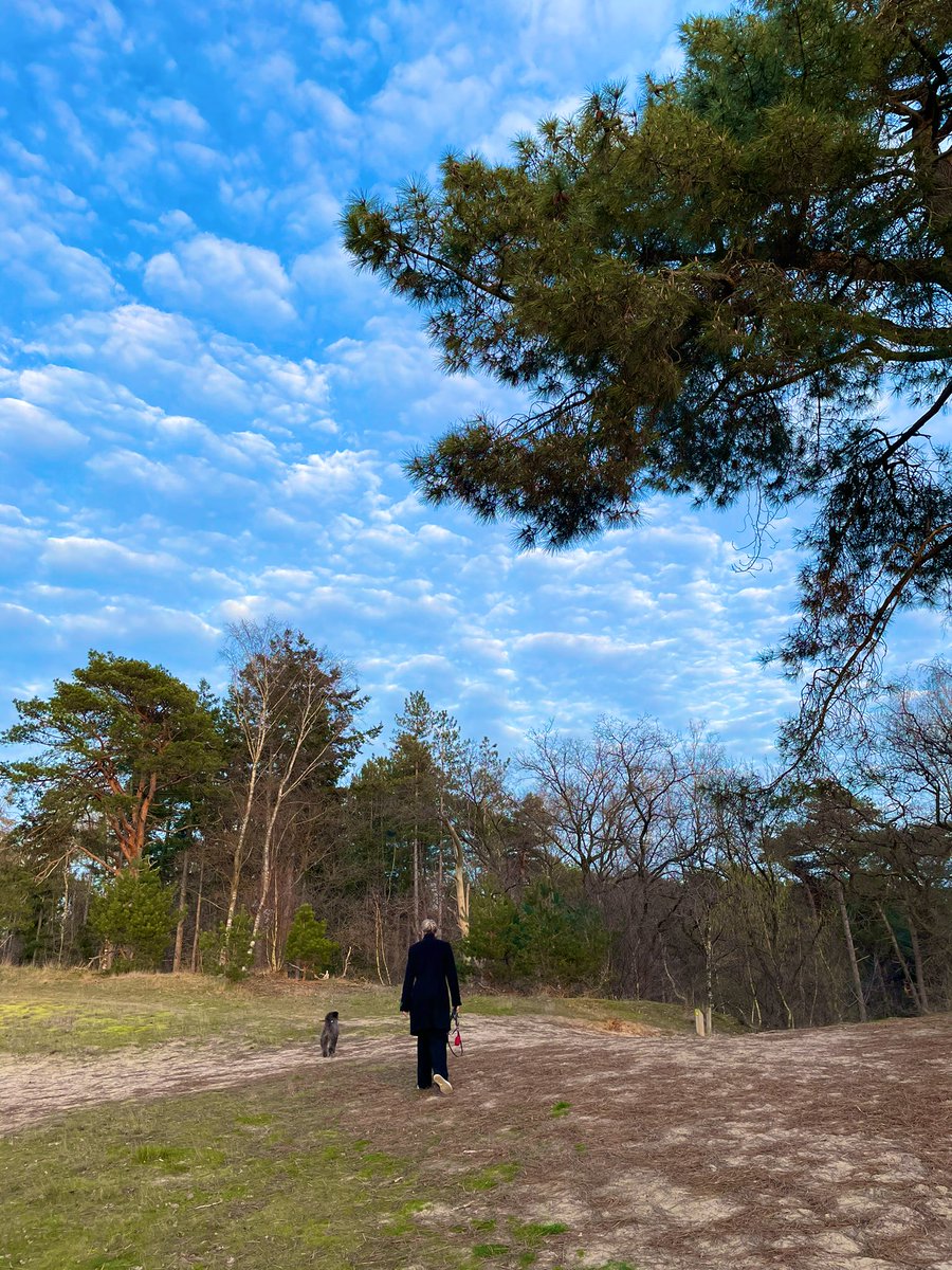 erikderidder's tweet photo. Niet helemaal fit, en dan is de dag afsluiten met een wandeling door bos en duin (bij de Rustende Jager) een cadeautje. Schilderachtig landschap en lucht.
#Brabant #VanGoghNP https://t.co/5CVe2SxR8D