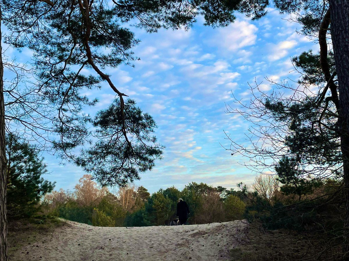 erikderidder's tweet photo. Niet helemaal fit, en dan is de dag afsluiten met een wandeling door bos en duin (bij de Rustende Jager) een cadeautje. Schilderachtig landschap en lucht.
#Brabant #VanGoghNP https://t.co/5CVe2SxR8D