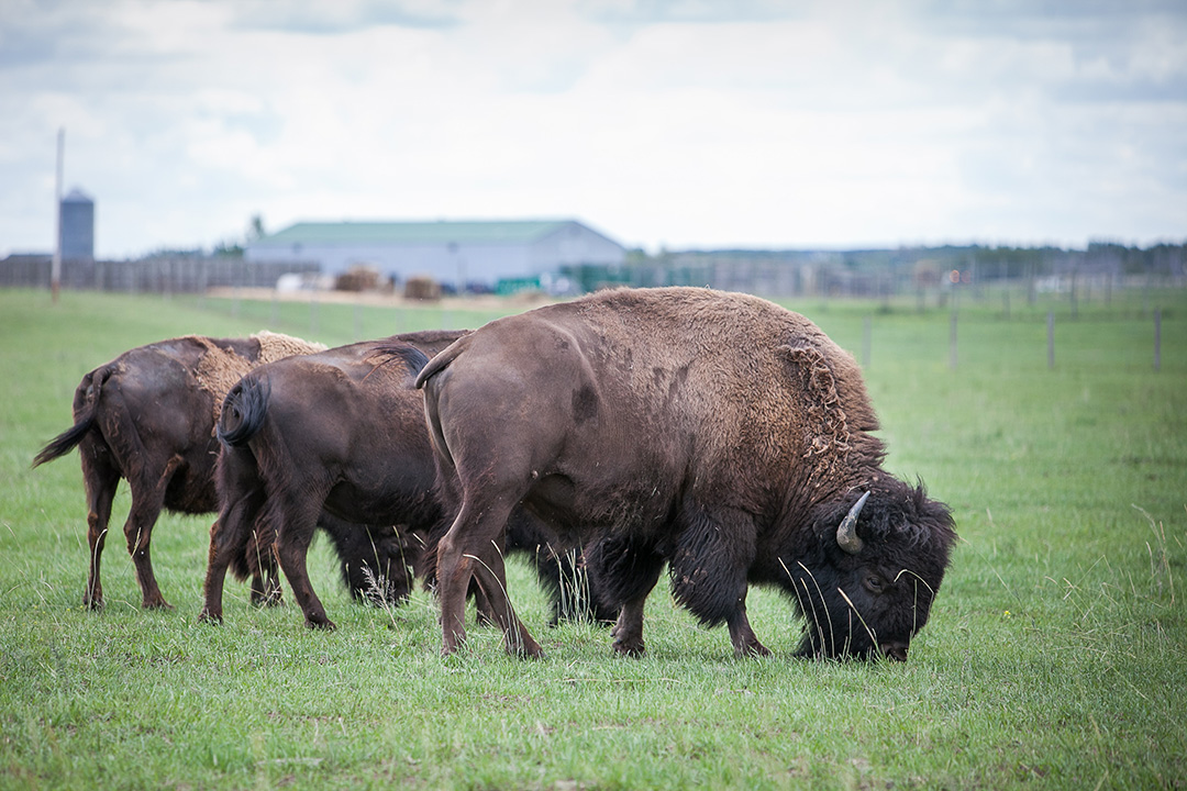 Livestock & Forage Centre of Excellence (@lfce_usask) on Twitter photo The L in LFCE...more than beef cattle. <a href="/WCVMToday/">WCVM Today</a> and <a href="/agbiousask/">USask AgBio</a> scientists -
<a href="/DiegoMoyaSask/">Diego</a> <a href="/RibeiroLabUsask/">Gabriel Ribeiro</a> <a href="/Gregpenner3/">Greg Penner</a> - work to improve bison production as well. lfce.usask.ca/news/usask-stu… This story was first published by WCVM Today. The L in LFCE...more than beef cattle. <a href="/WCVMToday/">WCVM Today</a> and <a href="/agbiousask/">USask AgBio</a> scientists -
<a href="/DiegoMoyaSask/">Diego</a> <a href="/RibeiroLabUsask/">Gabriel Ribeiro</a> <a href="/Gregpenner3/">Greg Penner</a> - work to improve bison production as well. lfce.usask.ca/news/usask-stu… This story was first published by WCVM Today.