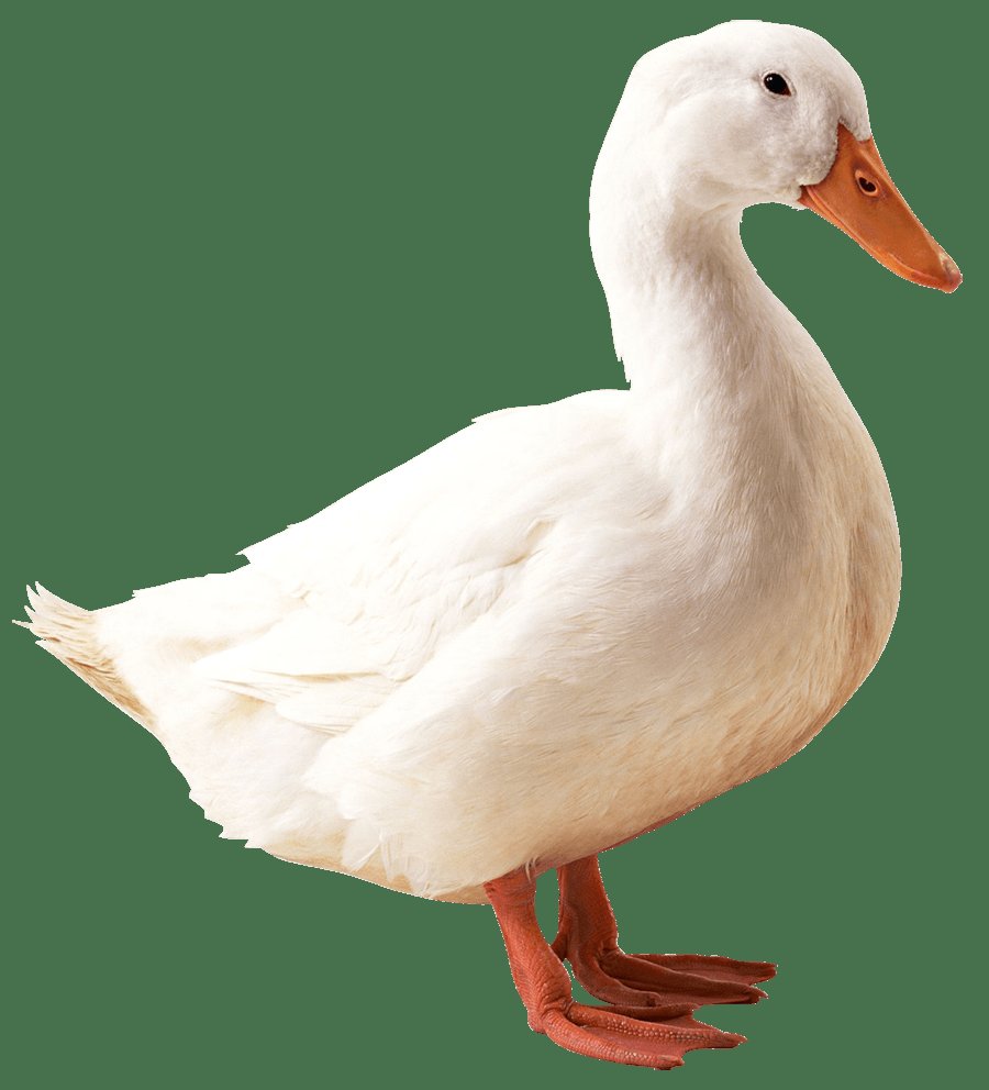 sobreiro2's tweet photo. Pato com ascendente em ganso https://t.co/eRyIrF2PBL