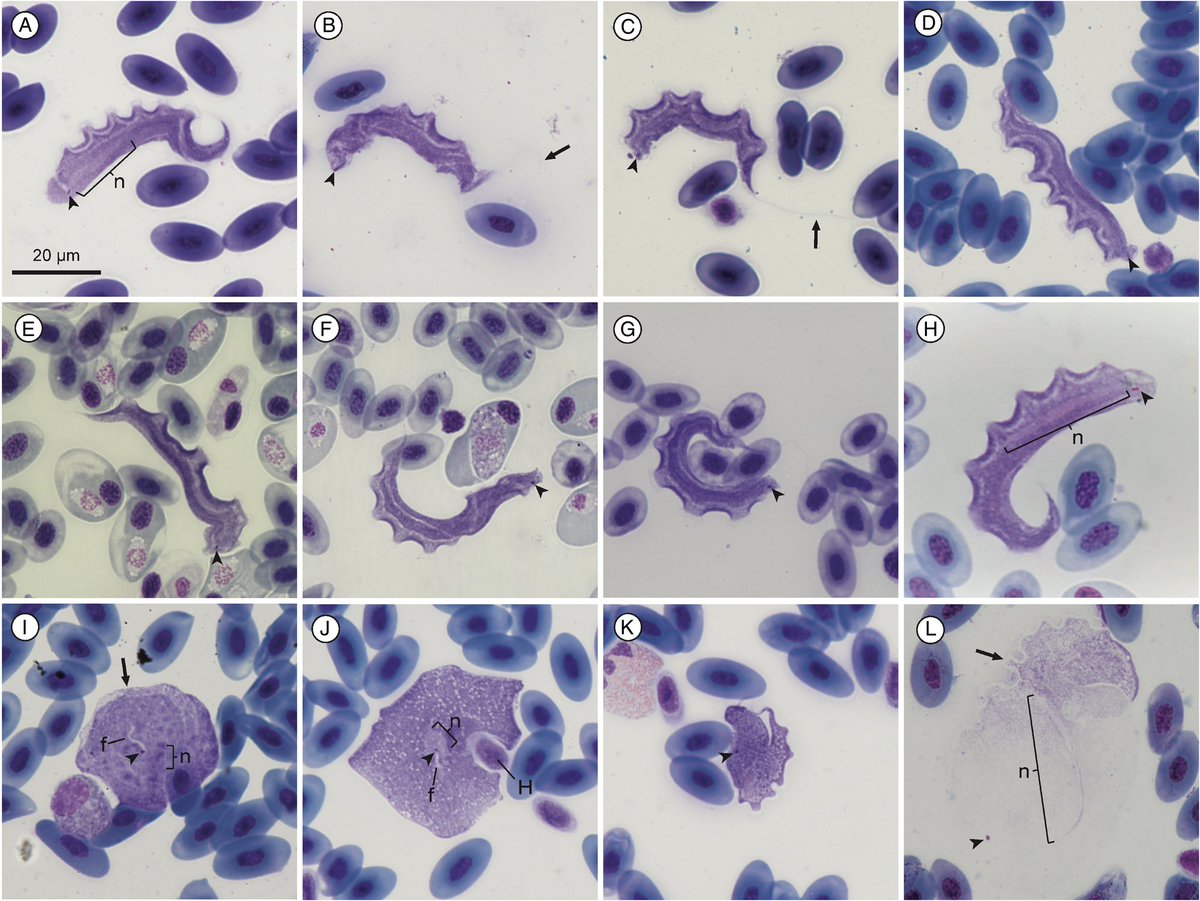Bernie Jordaan tweet media