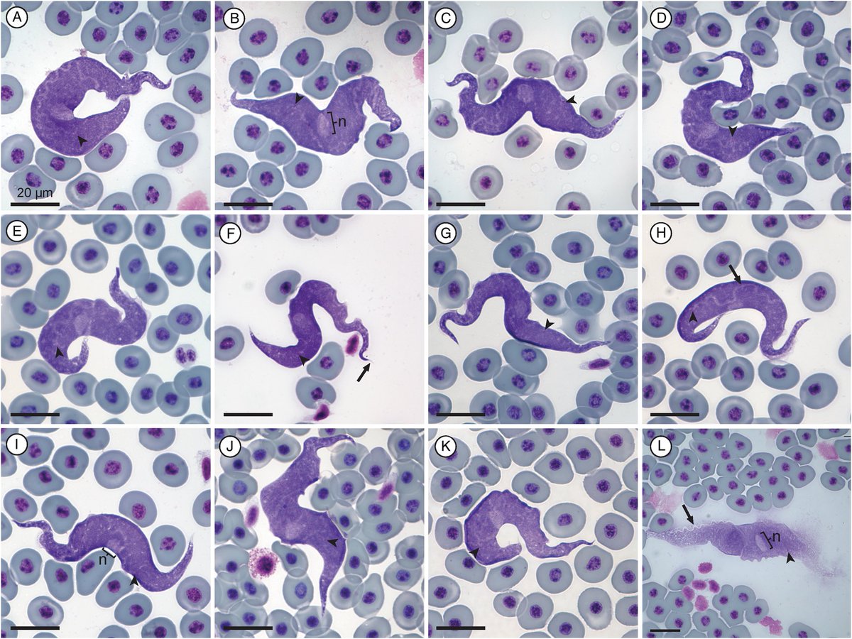 Bernie Jordaan tweet media