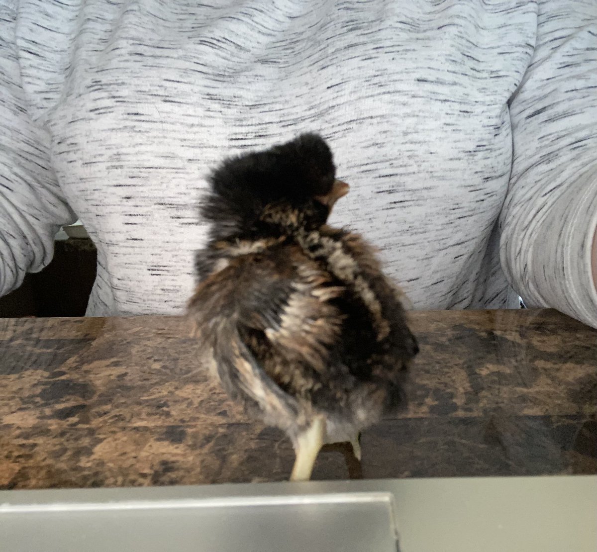 rx52015's tweet image. Putting her to work at less than a week old #bighelp