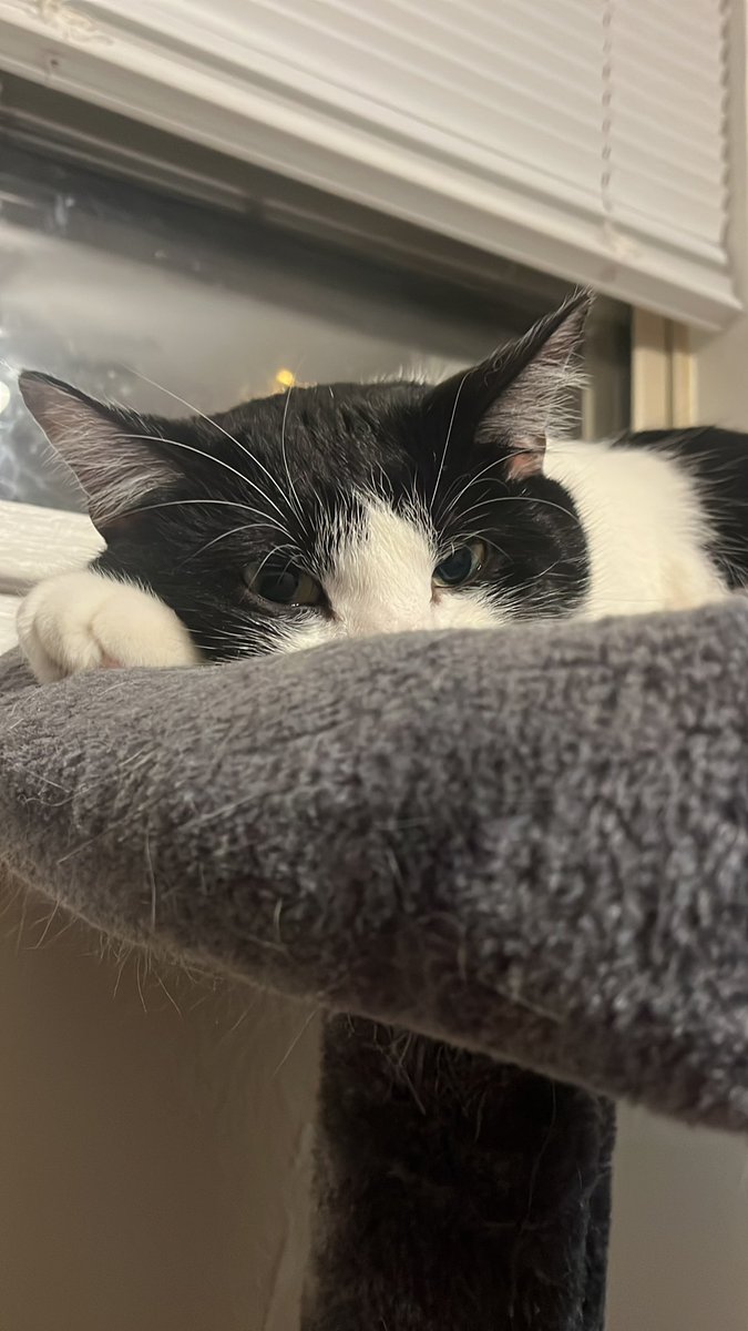 EasternWalrus's tweet photo. My little fucker of a cat turned 2 today, love you #tittymaster https://t.co/ezOnZiQJz7
