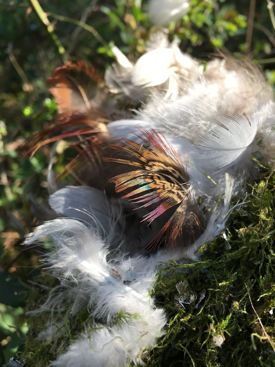 jamesgilbertmr's tweet photo. A half-built long-tailed tit’s nest, embellished with the iridescence of a pheasant’s feather. https://t.co/0eJa83CkzI