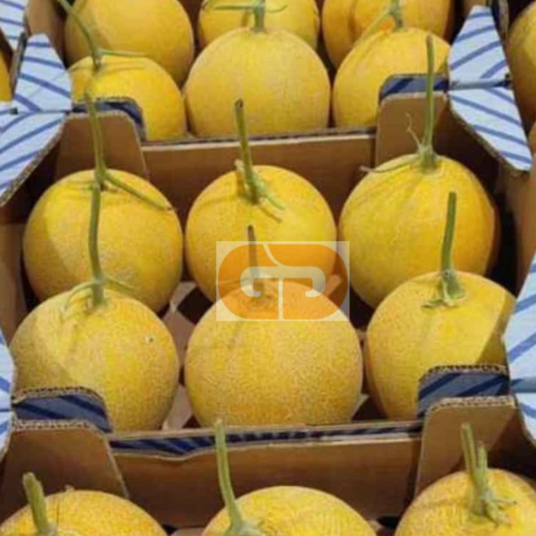 gys_grup's tweet photo. MELON GALIA

ORIGEN: Cadiz.

Disponible en GYS GRUP

Contacto: lourdes@gysgrup.com

Telefono: 656725698

#melon #melongalia #alimentacion #melones #minoristas #mayoristas #fruta #frutayverdura #verdura #sales #ventas #exportacion https://t.co/2aglF7fdJo