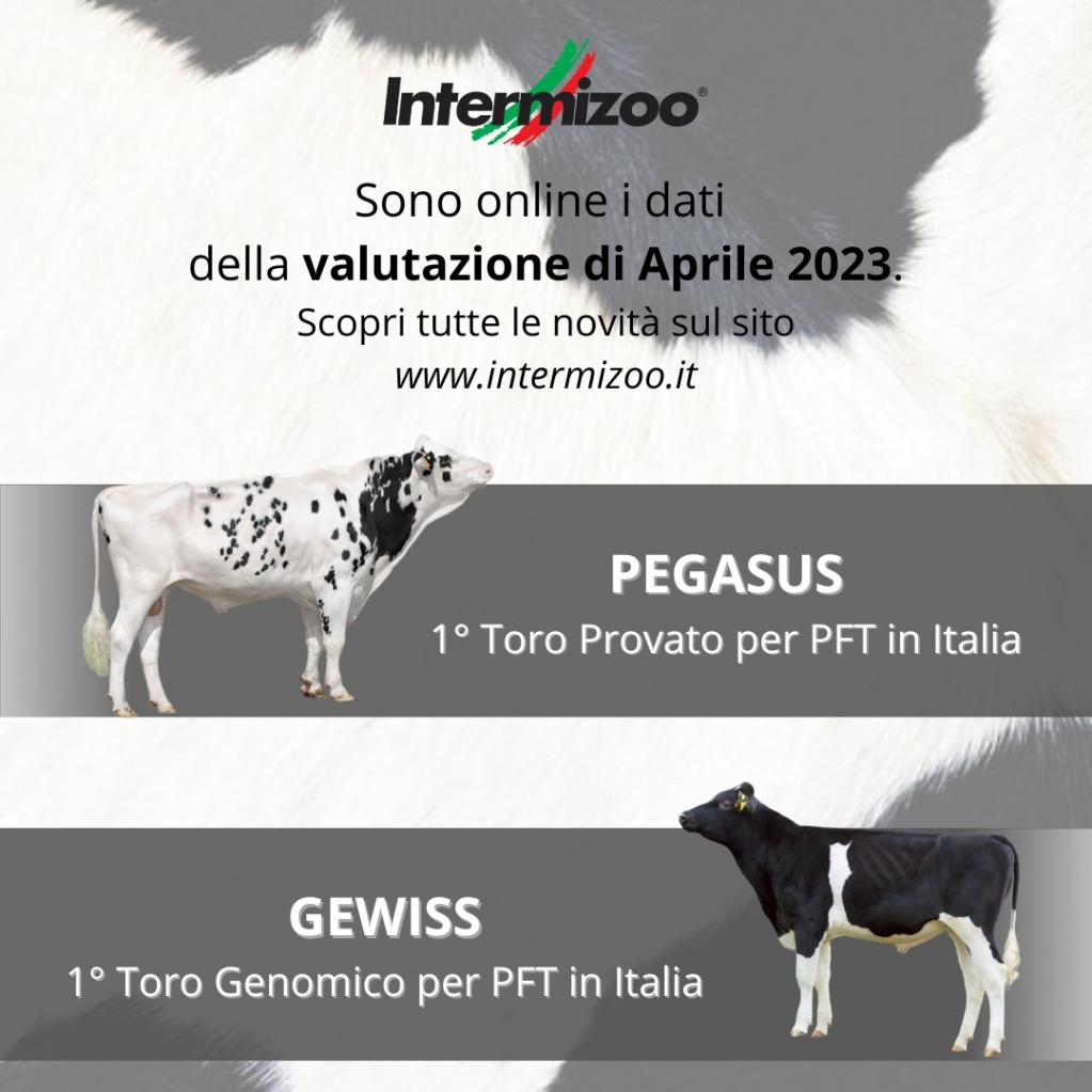 Intermizoo's tweet photo. 🖥 Sono online i dati della valutazione di 𝗔𝗽𝗿𝗶𝗹𝗲 𝟮𝟬𝟮𝟯 🖥
🎯 La selezione Intermizoo continua a dominare le Classifiche Nazionali 🇮🇹
🏅 PEGASUS è il primo toro provato per PFT in Italia 
🏅 GEWISS è il… https://t.co/f8hxCq1yiE https://t.co/5ACnTzPoCc