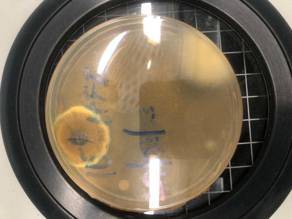 Mide_vert's tweet photo. Pretty Fungi from the Same site 😎 https://t.co/KfYwnRA4lr