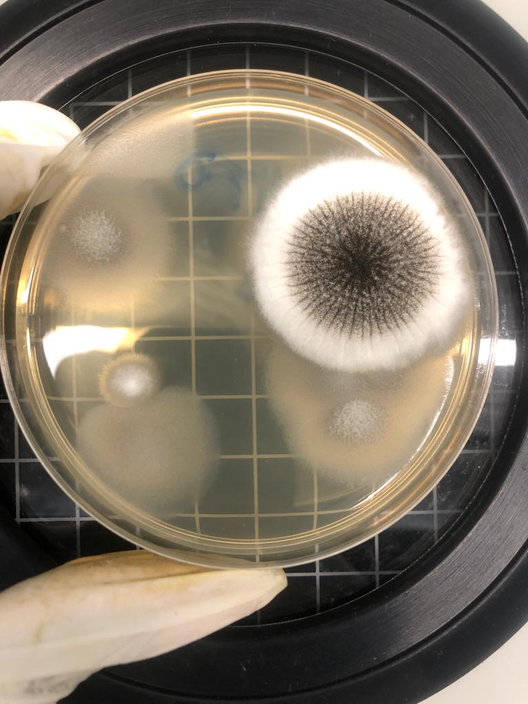 Mide_vert's tweet photo. Pretty Fungi from the Same site 😎 https://t.co/KfYwnRA4lr